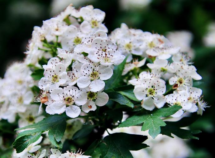 Chinesischer Weißdorn Frucht P.E. 5% Flavonoide