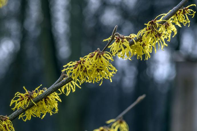 Hamamelis WS P.E. 4:1