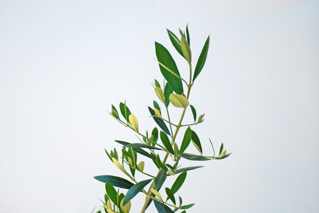 Olive Leaf P.E. 15% Oleuropein (18659)