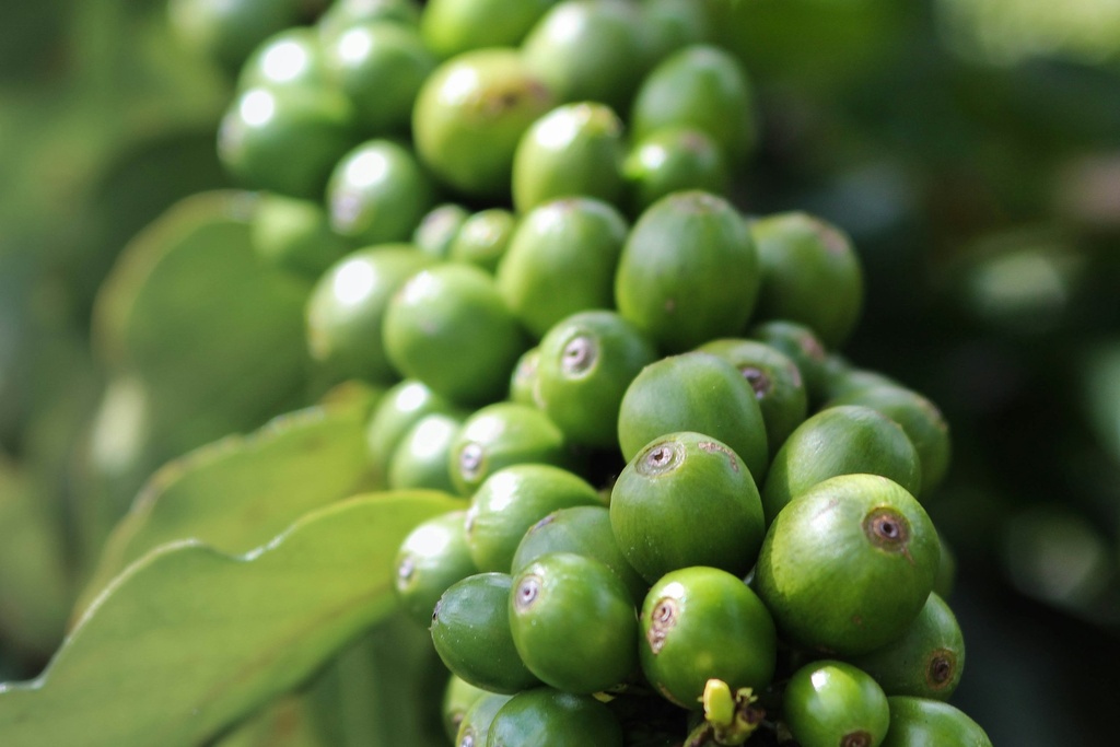Green coffee P.E. 45% chlorogenic acid, 2% caffeine (18659)
