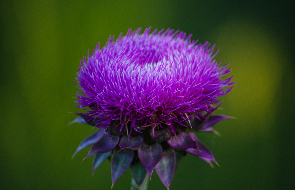 Silymarin 80% ex Milk Thistle P.E. UV (18659)