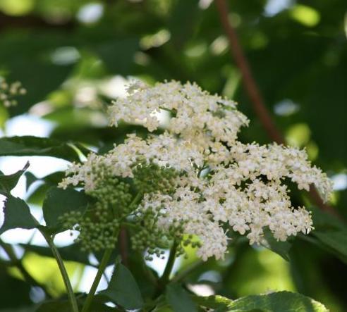 Black Elderberry P.E. 5% Rutin