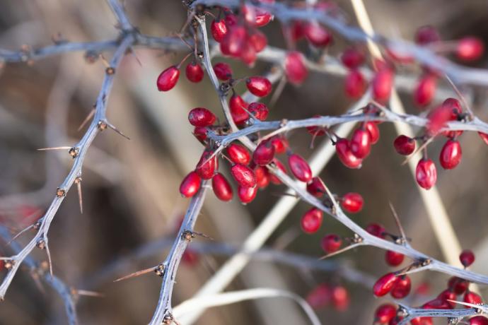 Barberry Fruit P.E.4:1