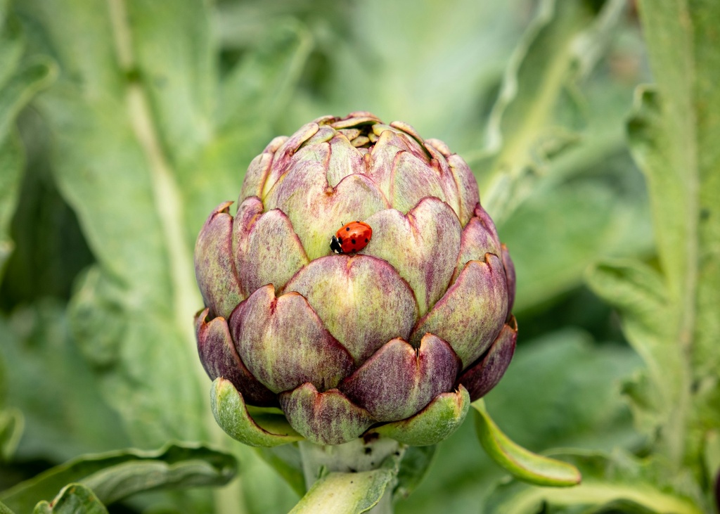 Artichoke Bud P.E. 5% Cynarin (18779)
