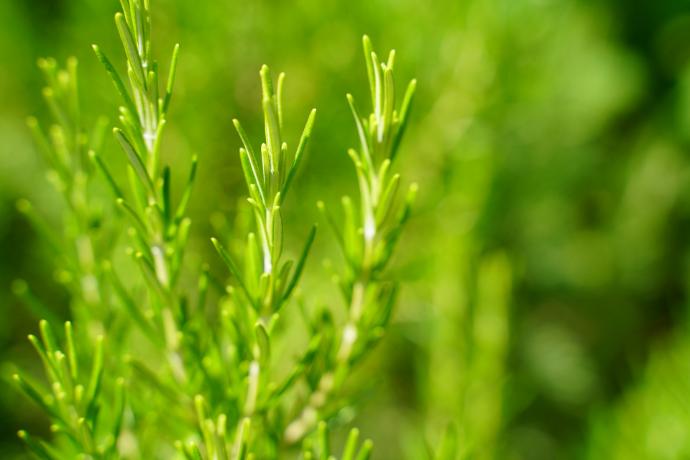 Thyme P.E. 5% Rosmarinic Acid