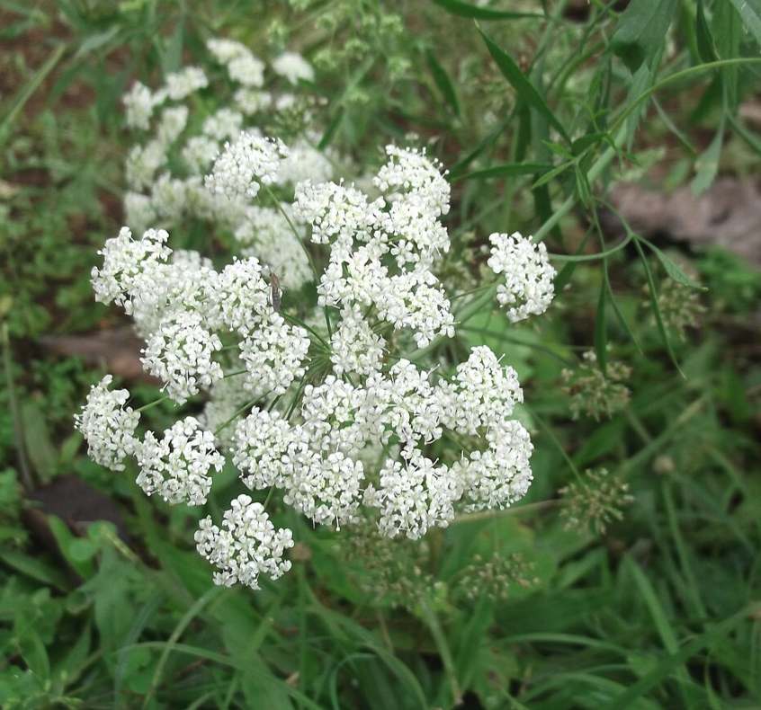 Pimpinella saxifraga WS P.E. 4:1