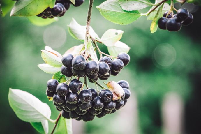 Aronia Saft P. (51854)