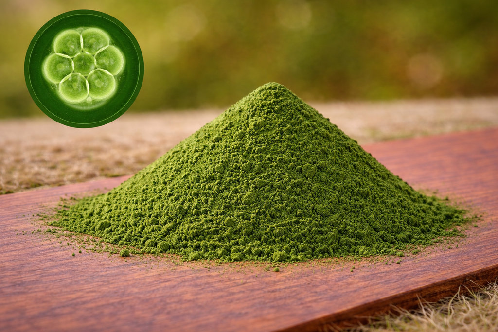 Chlorella P. EU (49708)