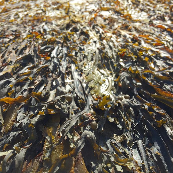 Japanese Kelp P.E. 5% Fucoxanthin