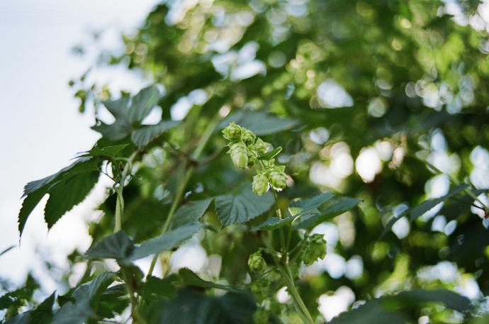 Echter Hopfen WS P.E. 4:1