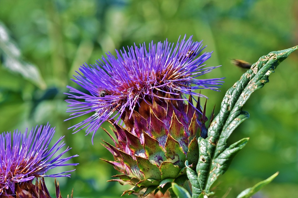 Artichoke Bud P.E. 2.5% Cynarin, 12:1