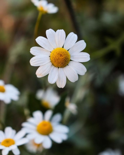 [18330] Apigenin 98% ex Chamomile P.E.