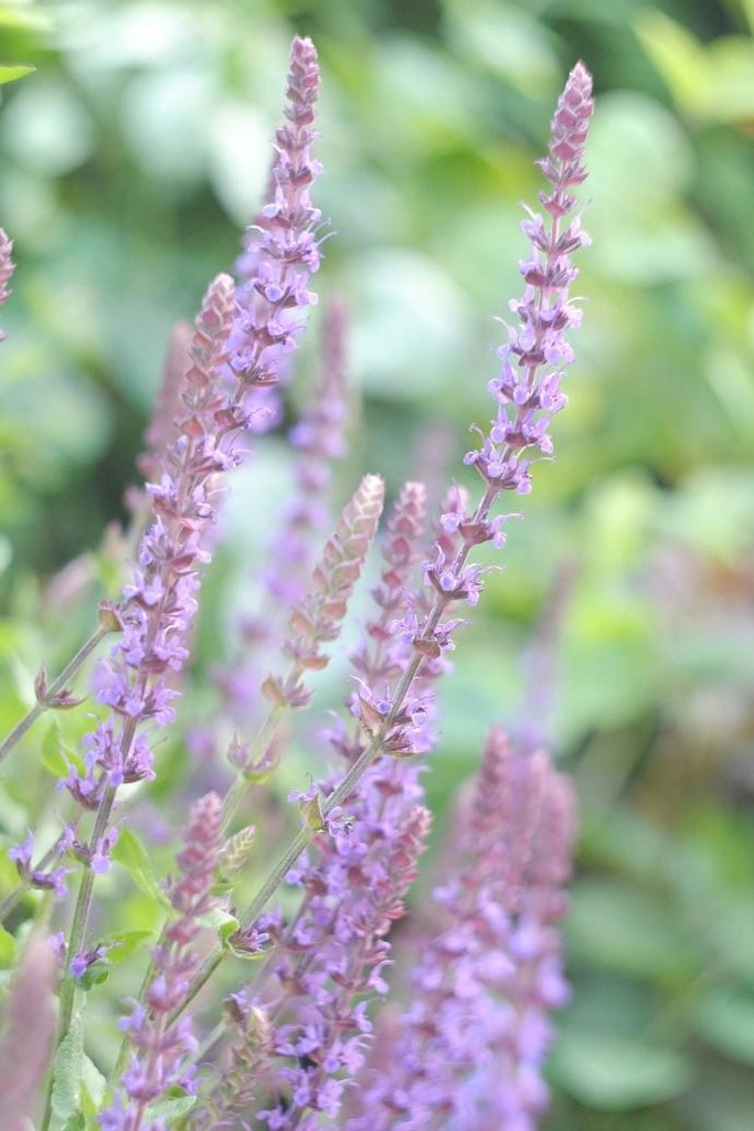 Red root sage P.E. 8% Salvianolic Acid B
