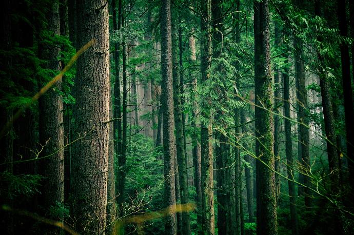 Proanthocyanidins 95% ex Sea pine P.E.