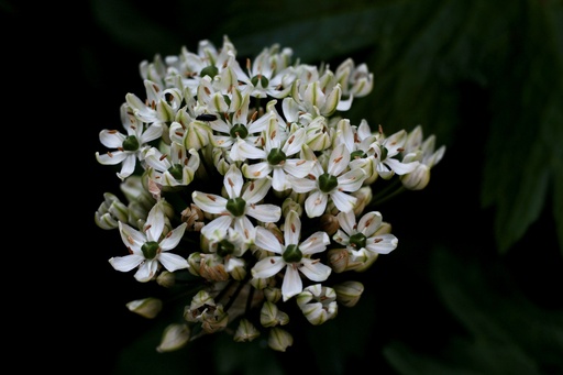 [19131] Schwarzer Lauch (Allium Nigrum) P.E. 0,25% SAC