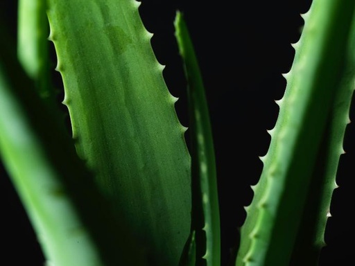 [19325] Aloe Vera P.E. FD 200:1