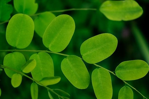 [19914] Moringa P. (18659)