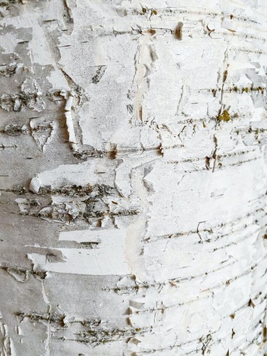 [19917] Betulin 98% ex Birch bark P.E.