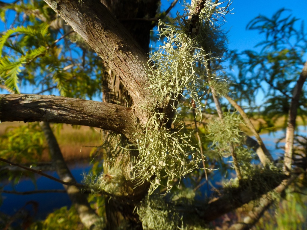Usnea barbata P.E. 4% Usnic Acid