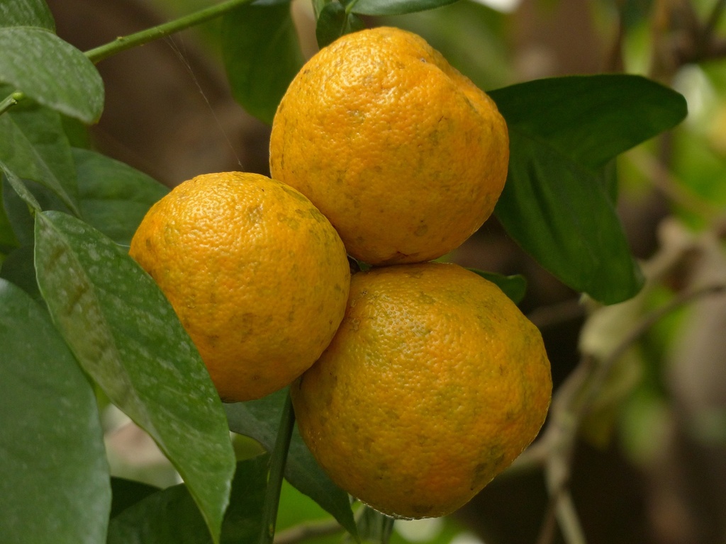 Hesperidin 90% ex Bitter Orange P.E.