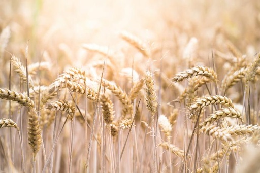 [22505] Spermidine-rich wheat germ extract P.E. 