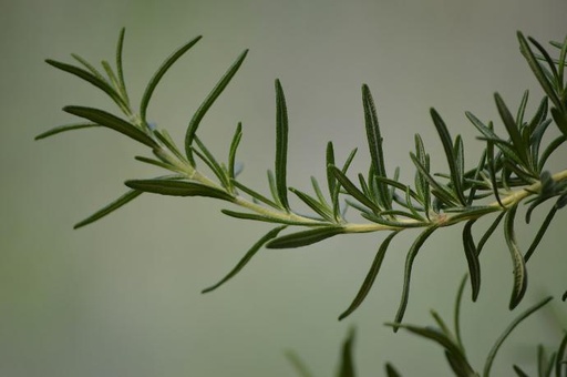 [22748] Rosmarinic Acid 90% ex Rosemary P.E. (18783)