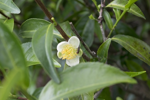 [22935] Green Tea WS P.E. 50% Polyphenols, 7% EGCG