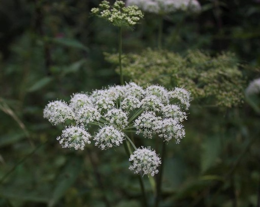 [23504] Chinesische Engelwurz P.E. 1% Ligustilide