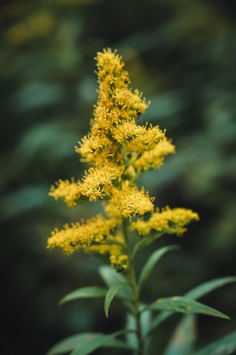 [23505] Goldenrod P.E. 4% Flavones