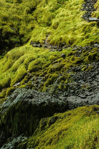 [23741] Icelandic Moss P.E. 4:1