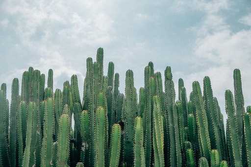 [23765] Carnegiea Kaktus (Saguaro) P.E. 4:1