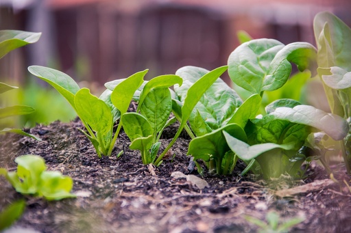 [23780] Spinach P.E 5% Calcium AAS