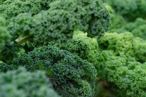 [23784] Kale P.E. 5% Calcium AAS