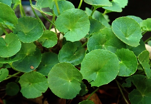 [23793] Asiatic Acid 90% ex Gotu Kola P.E.
