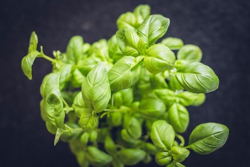 [23803] Basil P.E. 0.1% Biotin