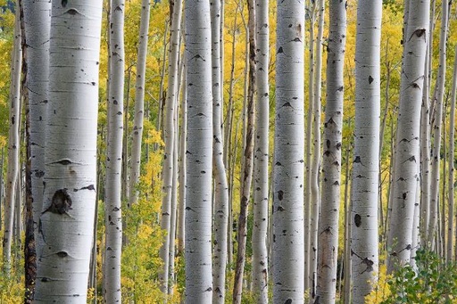 [24076] Birch leaf P.E. 4:1