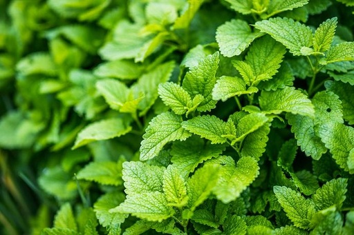 [24083] Nettle Leaf P.E. 2% Silica