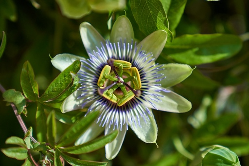 [24094] Passion Flower P.E. 4% Flavonoids