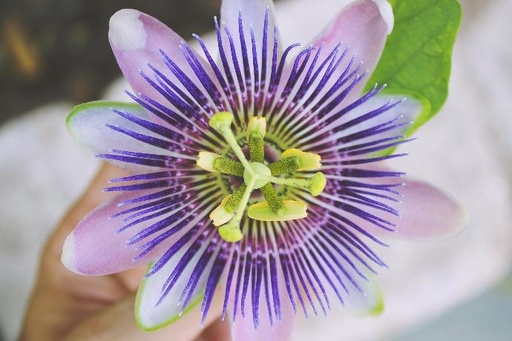 [24094] Passionsblume P.E. 4% Flavonoide