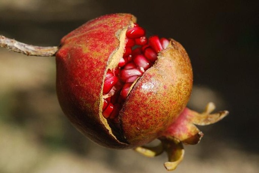 [24104] Granatapfel Schale P.E. 40% Ellagsäure
