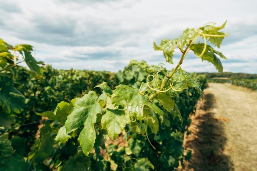 [24125] Vine leaf P.E. 3% Polyphenols