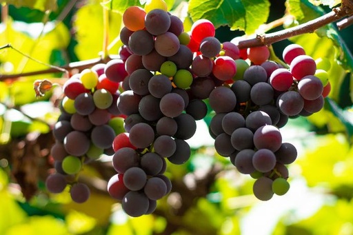 [24129] Traubenschale P.E. 10% Trans Resveratrol