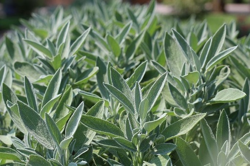 [24133] Sage P.E. 2.5% Rosmarinic Acid, 60:1