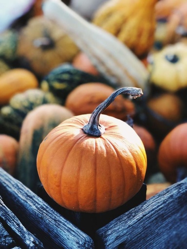 [24171] Cucurbita moschata (Pumpkin) P.E. 20:1