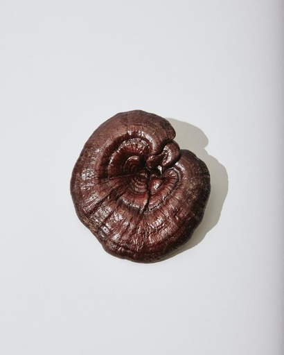 [24221] Reishi WS P.E. 40% Polysaccharide