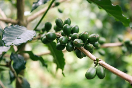 [24232] Grüner Kaffee P.E. 30% Chlorogensäure