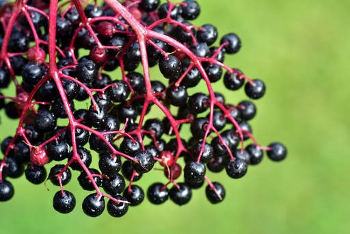 [24278] Black Elderberry WS P.E. 6.5% Anthocyanins, 8.5% Polyphenols