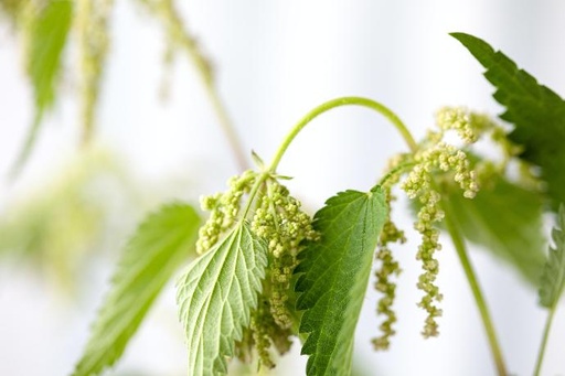[24293] Nettle root P.E. 2% Silica