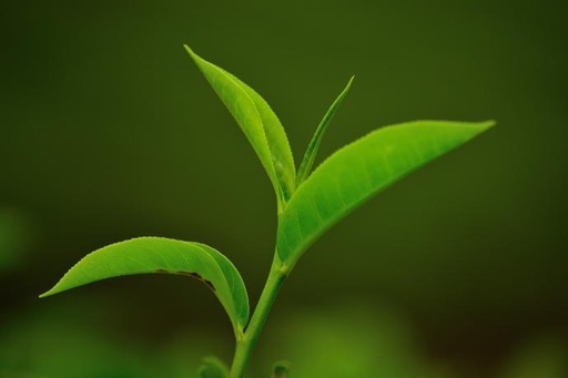 [24294] EGCG 95% ex Green Tea P.E.