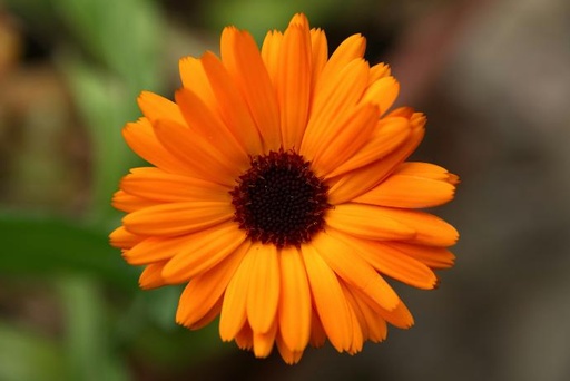 [24296] Marigold P.E. 20% Lutein, 2.5% Zeaxanthin